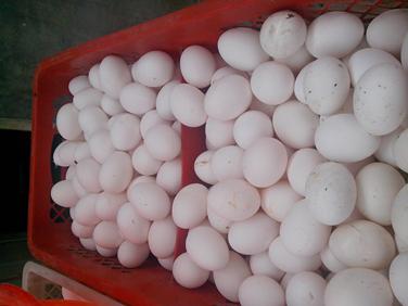 尊龙人生就是博d88 - App Store